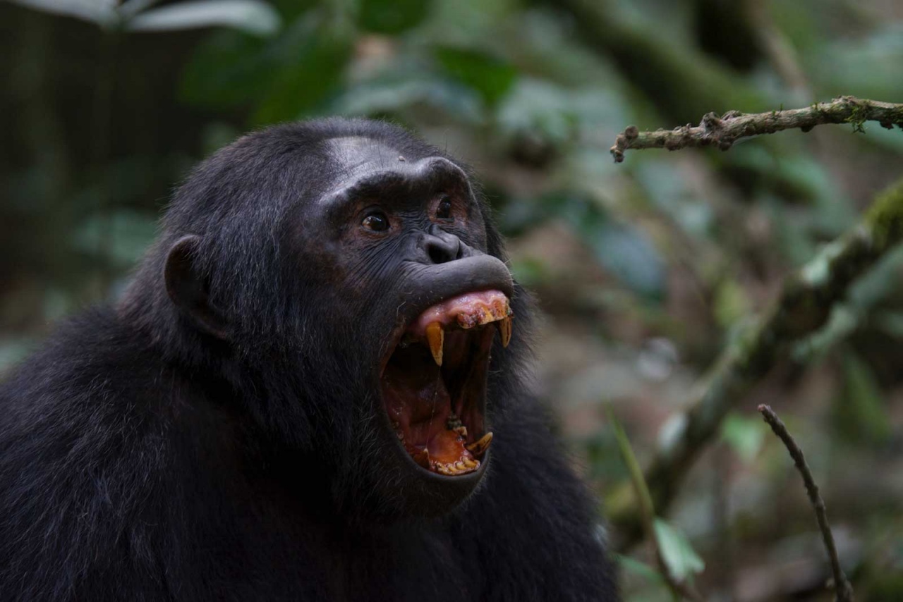 Chimpanzee tracking in Kibale Forest © Chloë Cooper