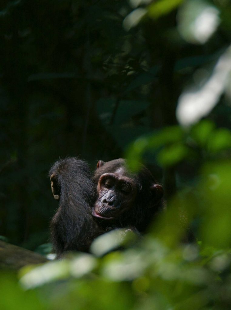 Chimpanzee tracking in Kibale Forest © Chloë Cooper