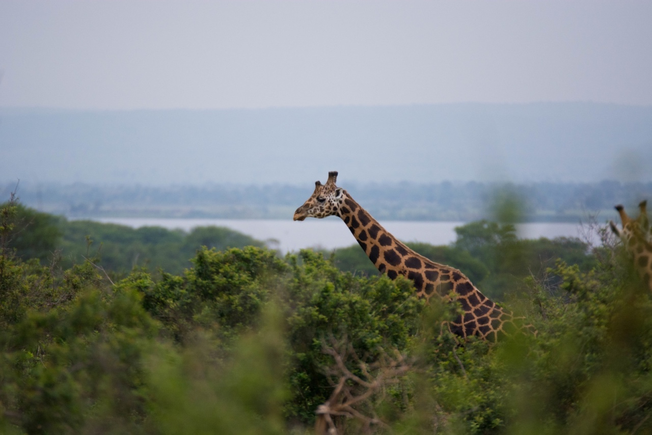 Rothschild's giraffe in Murchison Falls NP © Chloë Cooper