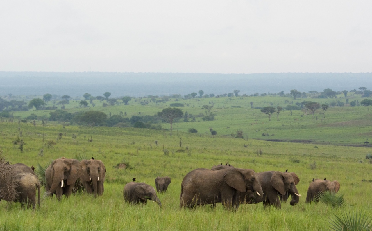 Elephants on the plains of Murchison Falls NP © Chloë Cooper