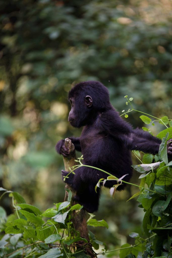 Gorilla trekking in Bwindi Impenetrable National Park © Chloë Cooper