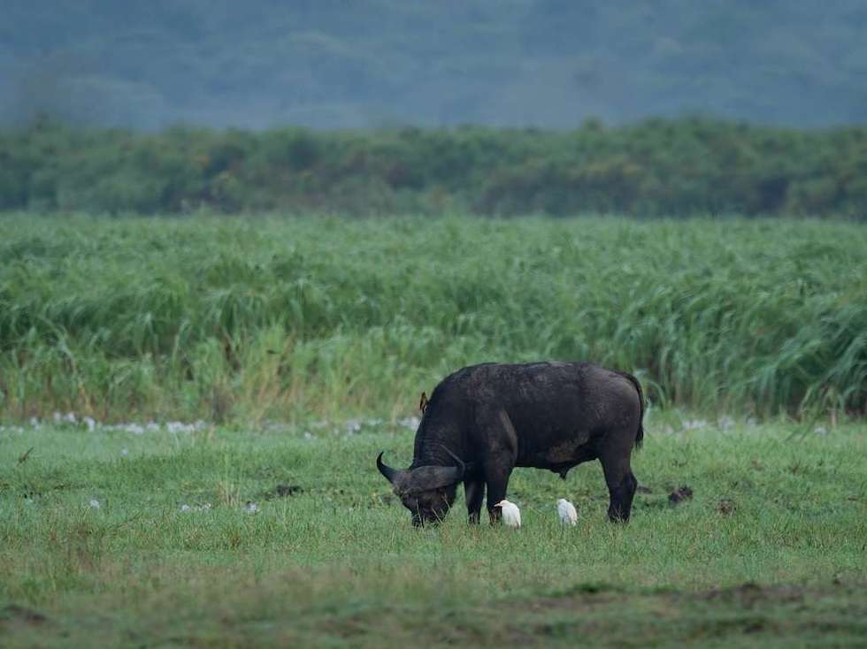 Buffalo on Muhana Plains, Akagera, at Magashi Camp by Hein Myers