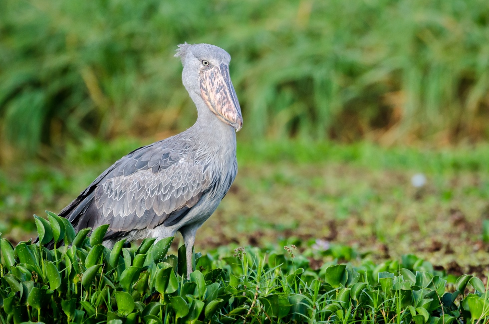 The shy and elusive shoebill finds a home in the wetlands of Akagera, one of its last remaining territories