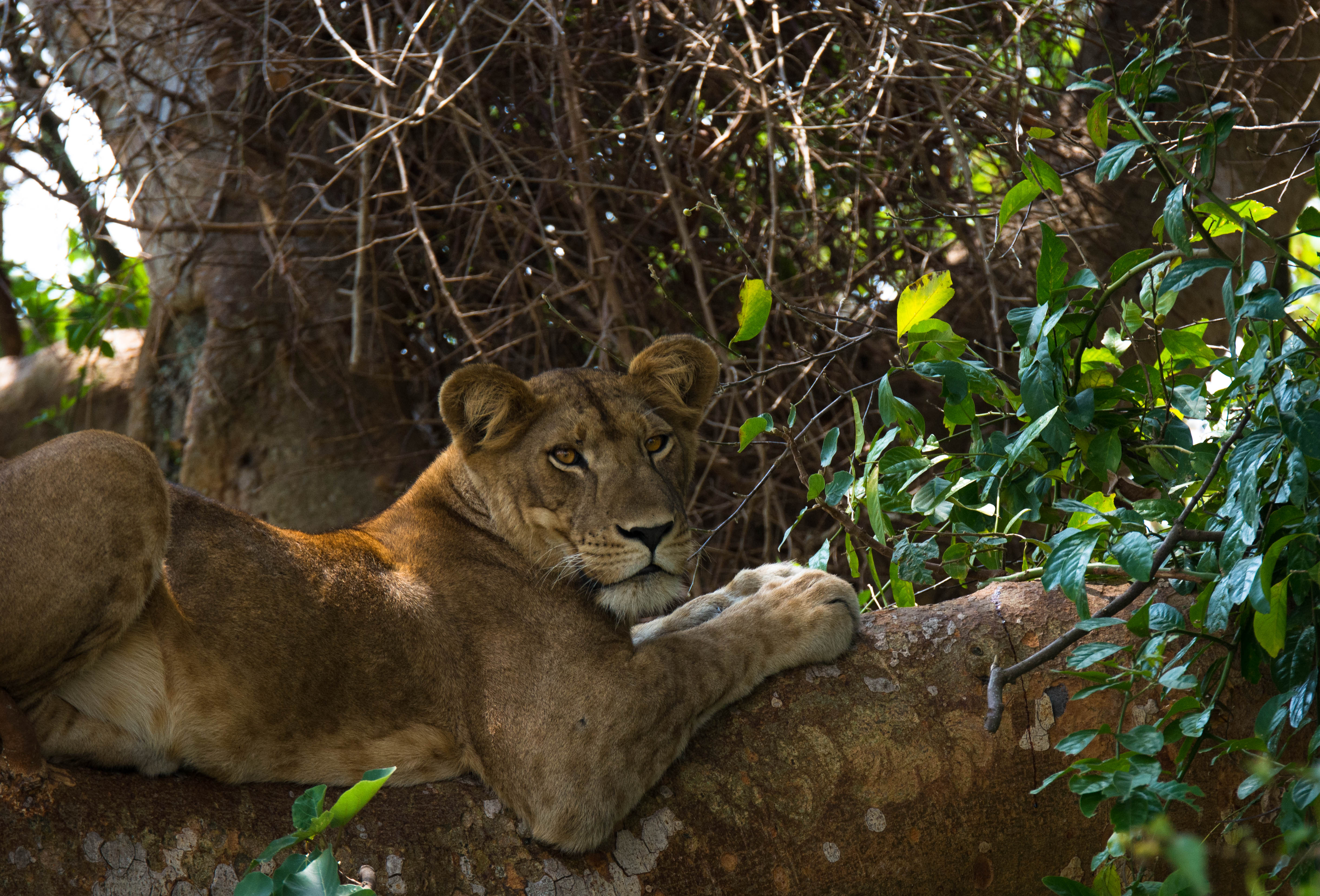 Tree-climbing lions of Queen Elizabeth National Park